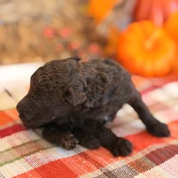 Jester - Brown male Poodle puppy in Lavonia, Georgia from Peach Blossom Kennels