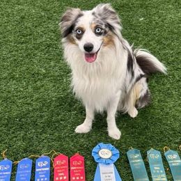 Brighton - Miniature Australian Shepherd