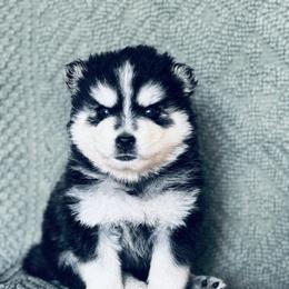 Breast - Black and white male Pomsky puppy in Grass Valley, California from Karalot Pomskies