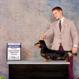 Crosby - Dachshund