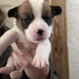 Boy 2 - Black and tan male Pembroke Welsh Corgi puppy in Walters, Oklahoma from Solo Spur Ranch