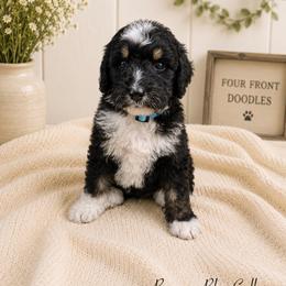 Boone - Tri-color male Bernedoodle puppy in Thornville, Ohio from Four Front Doodles & Friends