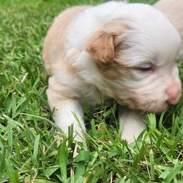 Mona Lisa - Gold female Border Collie puppy in Powder Springs, Georgia from Snowbird Border Collies