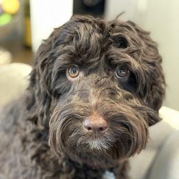 Winnie - Australian Labradoodle