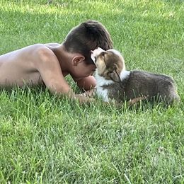 American Corgi and Pembroke Welsh Corgi Puppies from Folly Acres Corgis
