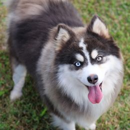 Nicole - Pomsky