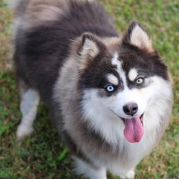 Nicole - Pomsky