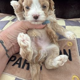 Reserved for Emma - Apricot male Maltipoo puppy in Fredericktown, Missouri from Doodle Pups Fur-Ever