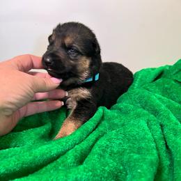Puppy 5 - Black and tan female German Shepherd puppy in Grand Rivers, Kentucky from Von Frieden German Shepherds LLC