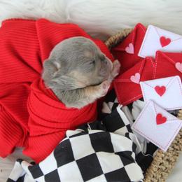 Lilac Boy - Blue male French Bulldog puppy in Piedmont, Oklahoma from 5A Frenchies