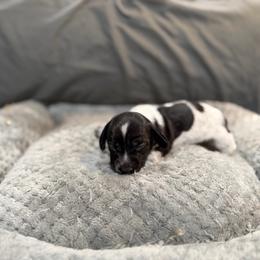 Hestia - Piebald female Dachshund puppy in Wesley Chapel, Florida from Russell Lee Overton