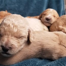 Goldendoodle Puppies from Masondixondoodles