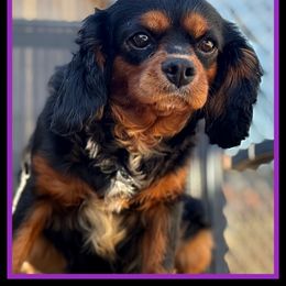 Chanel - Cavalier King Charles Spaniel