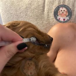 Goldendoodle Puppies from Teddy Grace Doodles