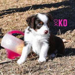 Miniature Australian Shepherd Puppies from Knockout Aussies