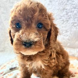 Eeyor - Buff and white male Cockapoo puppy in Adrian, Oregon from ApplebyFarm