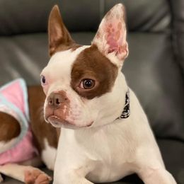 Boston Terriers and Boxers from Belue’s Boxers and Bostons