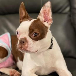 Boston Terriers and Boxers from Belue’s Boxers and Bostons