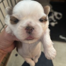 Boy 2 - Gold and white male Shih Tzu puppy in Manlius, New York from Dorothy Agrippino's Shih Tzus