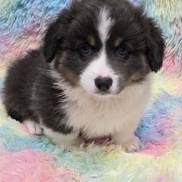 ASPEN-FLUFFY TAIL DOCKED - Blue male Pembroke Welsh Corgi puppy in Walker, Iowa from Double K Corgis