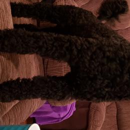 Poodles from Forever Southern Poodles
