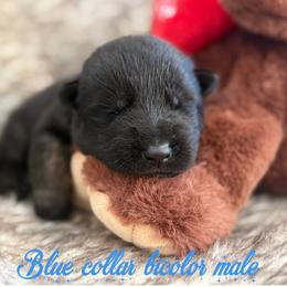 Blue collar - Bi-color male German Shepherd puppy in Canterbury, Connecticut from Nachtwaechter German Shepherds, LLC