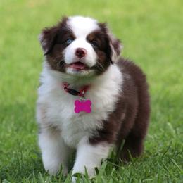 Charlotte - Red merle female Australian Shepherd puppy in Cookeville, Tennessee from Spring Creek Aussies