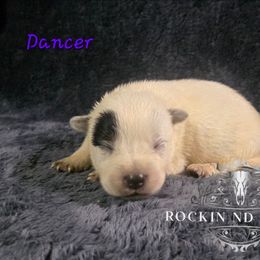 Dancer - Blue female Australian Cattle Dog puppy in Silsbee, Texas from Rockin ND Ranch