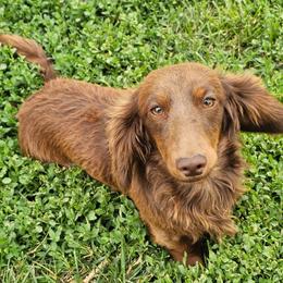 King Richard - Dachshund