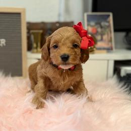 Cherry Red - Red  female Goldendoodle puppy in Shingle Springs, California from Creamy Retrievers