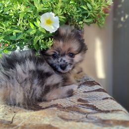 Pomeranian Puppies from Tonia's Pomeranians