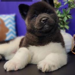AKC Poppy - Black, brown undercoat female Akita puppy in Chillicothe, Missouri from TLC Akitas