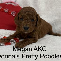 Megan - Red  female Poodle puppy in Vilonia, Arkansas from Donna’s Pretty Poodles