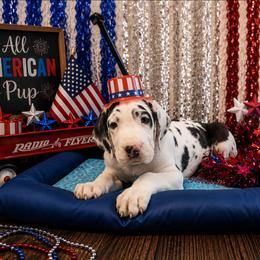 Delilah - Harlequin female Great Dane puppy in Brooksville, Florida from Follow My Lead Great Danes