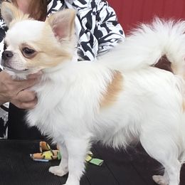 Chihuahua Puppies from Lisa's Starlit Chihuahas