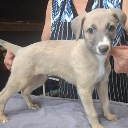 CONNOR - Fawn male Whippet puppy in Ocala, Florida from Sandstorm Whippets