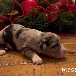 Rose - Blue merle female Aussiedoodle puppy in Cartersville, Georgia from Simply Blessed Doodles