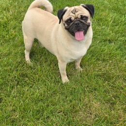Joey - Pug