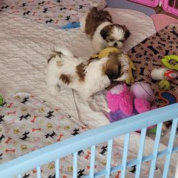 Shih Tzu Puppies from Shih Tzu Kennels