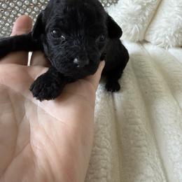 Bear  ( tiny toy Akc) - Black male Poodle puppy in Fredericktown, Missouri from Doodle Pups Fur-Ever
