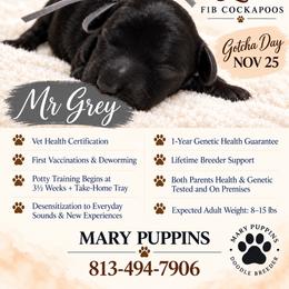 Mr Grey - Black male Cockapoo puppy in Tampa, Florida from Mary Puppins