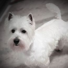 Stak - West Highland White Terrier