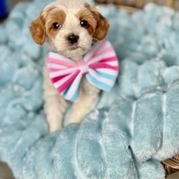 Cinco - Red female Australian Labradoodle puppy in Calhoun, Louisiana from Arrowhead Australian Labradoodles