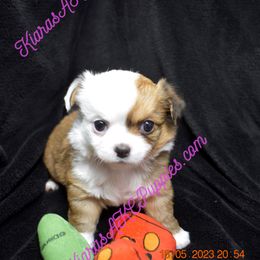 Chihuahua Puppies from Kiara's AKC Chihuahuas of Michigan