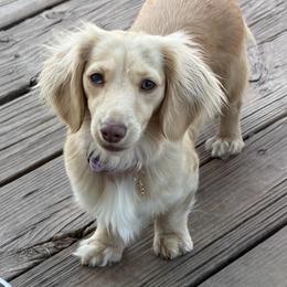 Daisy Rose - Dachshund