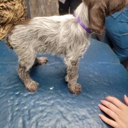 Female 2 - Brown and gray female Wirehaired Pointing Griffon puppy in Maiden, North Carolina from Saint Barbara's Wirehaired Pointing Griffons