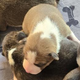 Red - Red and white female Basenji puppy in Eugene, Oregon from Basenji Puppies