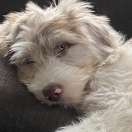 Aussiedoodle Puppies from Signature Doodles