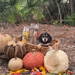 Anya - Black and tan female Dachshund puppy in Woodbine, Georgia from Coastal Bluff Pups
