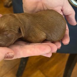 Sienna - Red female Cavapoo puppy in Fairmont, West Virginia from Robin Nelson